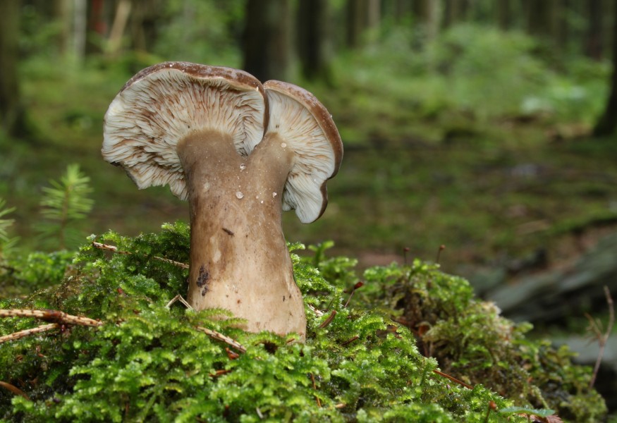 Lactarius picinus old form