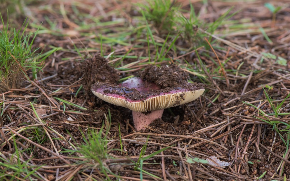 Lactarius rufus, Sète 02