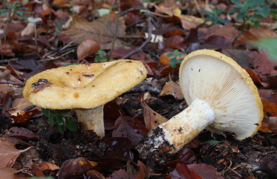 Lactarius scrobiculatus Grubige Milchling
