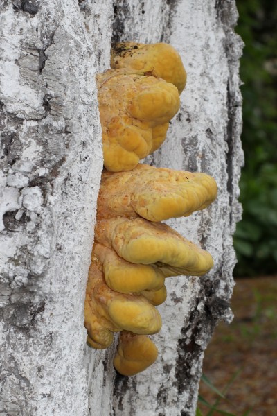 Laetiporus sulphureus 2012 G2