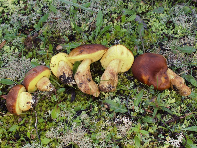 Leccinellum corsicum (Rolland) Bresinsky & Manfr. Binder 607556 2016-03-18 (cropped)