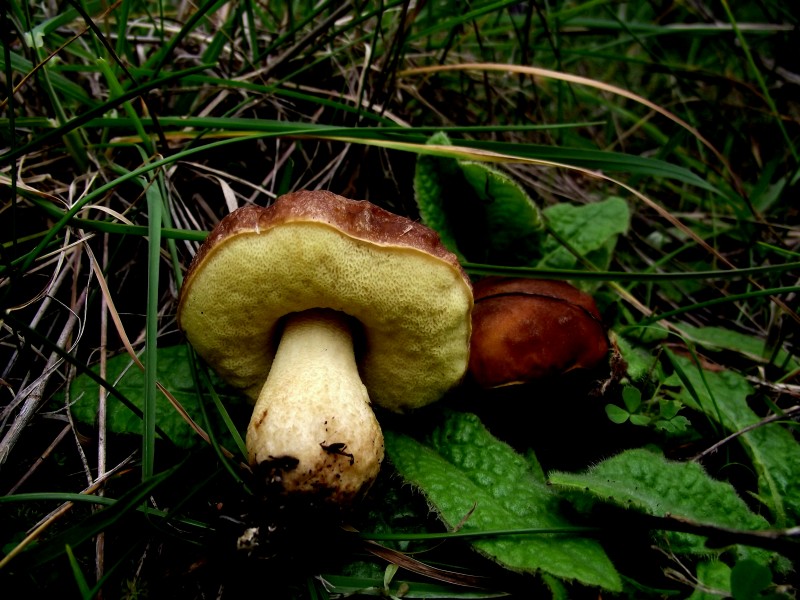 Leccinellum corsicum (Rolland) Singer 512093