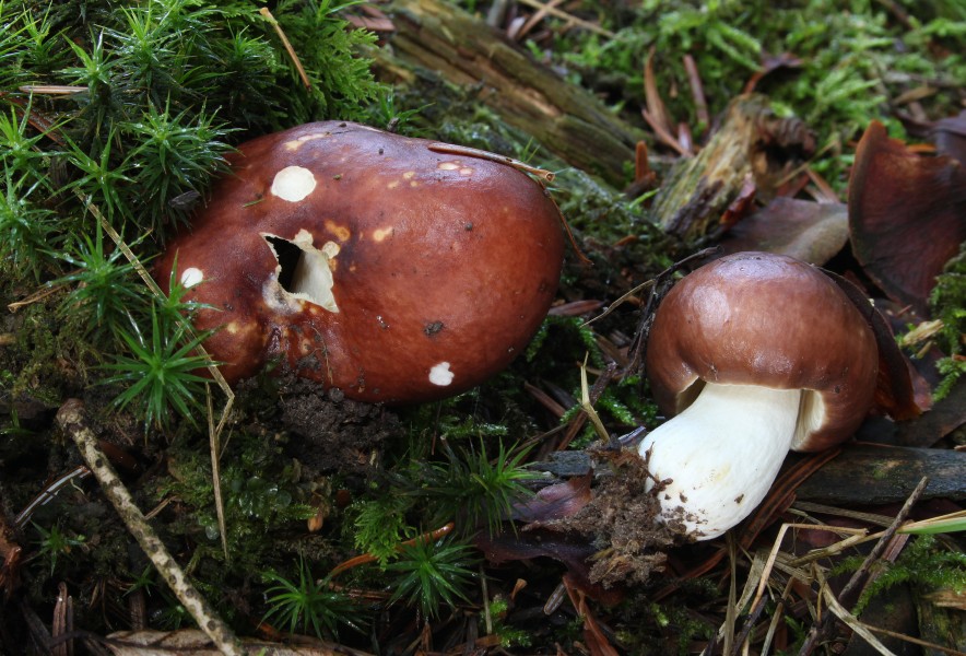 Leder-Täubling Russula integra