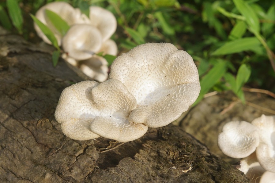 Lentinus sp 7871