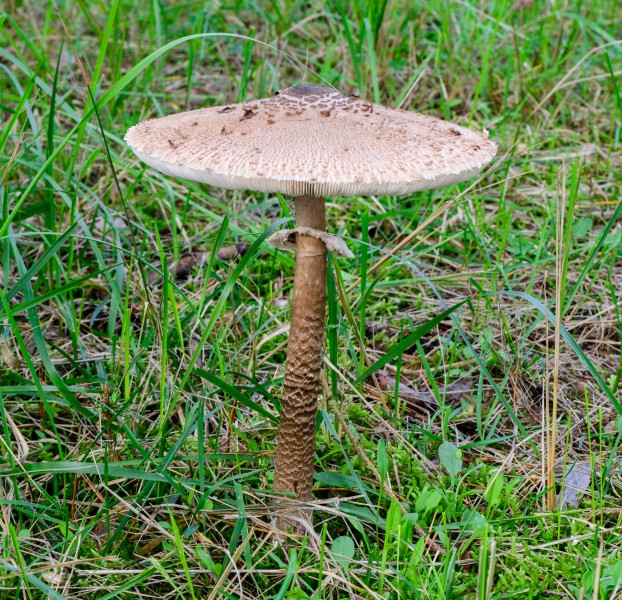 Lepiota procera - Macrolepiota procera - Parasol - Riesenschirmpilz - 01