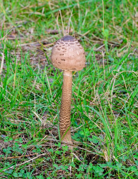Lepiota procera - Macrolepiota procera - Parasol - Riesenschirmpilz - 03