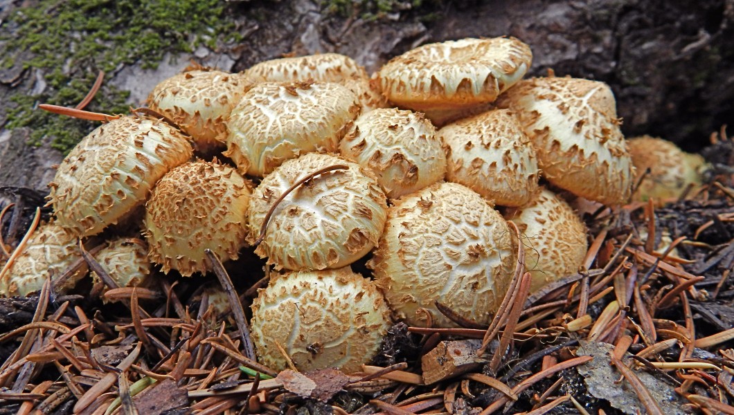 Lightly toasted mushrooms (7994881530)