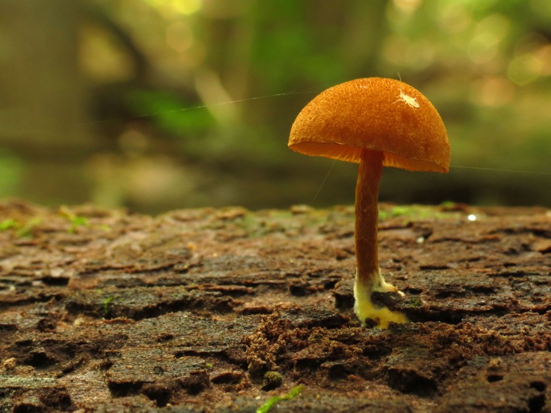 Little Mushroom on a Log (21999311253)