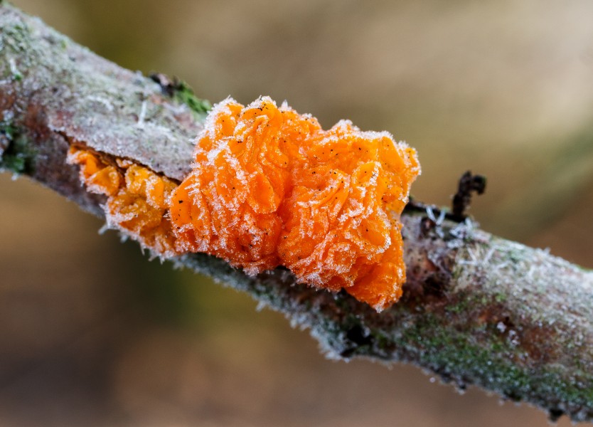 Locatie, Natuurterrein De Famberhorst. Berijpte gele trilzwam (Tremella mesenterica) op dode eikentak 03