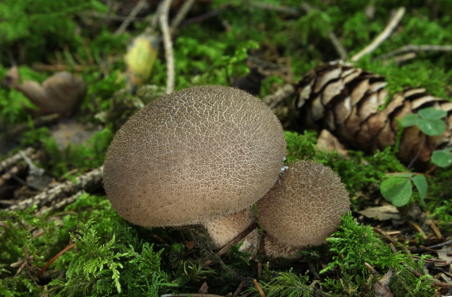 Lycoperdon-umbrinum-bräunlicher-stäubling