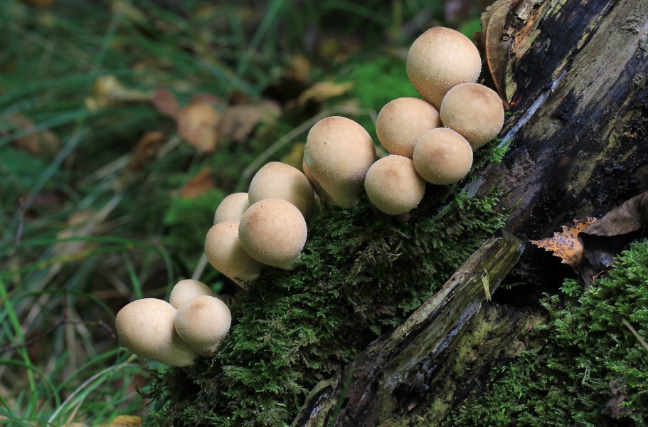 Lycoperdon pyriforme, Stump Puffball, Hertfordshire, UK