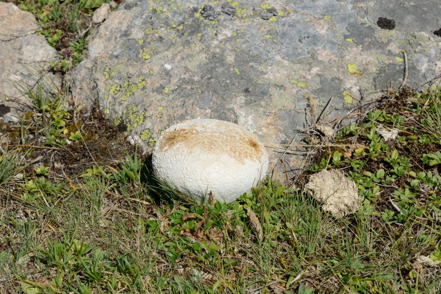 Lycoperdon utriforme on the Resciesa pasture in Val Gardena Gherdeina