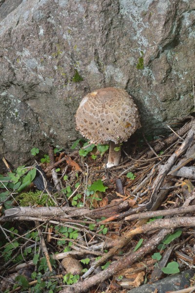 Macrolepiota procera Parasol Riesenschirmpilz Kastelruth