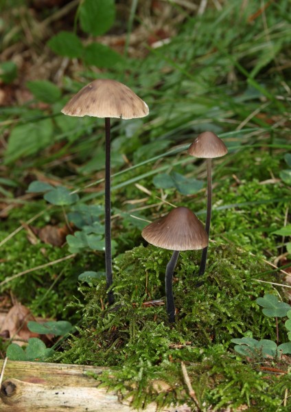 Marasmius alliaceus-Knoblauchschwindling