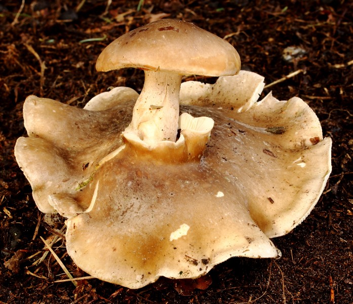 Misvormde nevelzwam (Clitocybe nebularis) 02