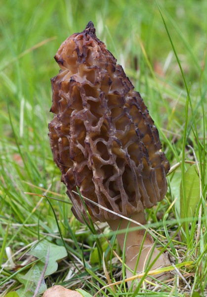Morchella conica LC0125