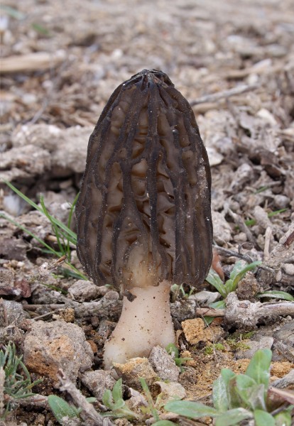 Morchella elata Spitzmorchel Morchella conica