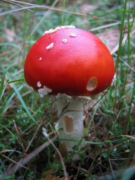 Mushroom-IMG 4251