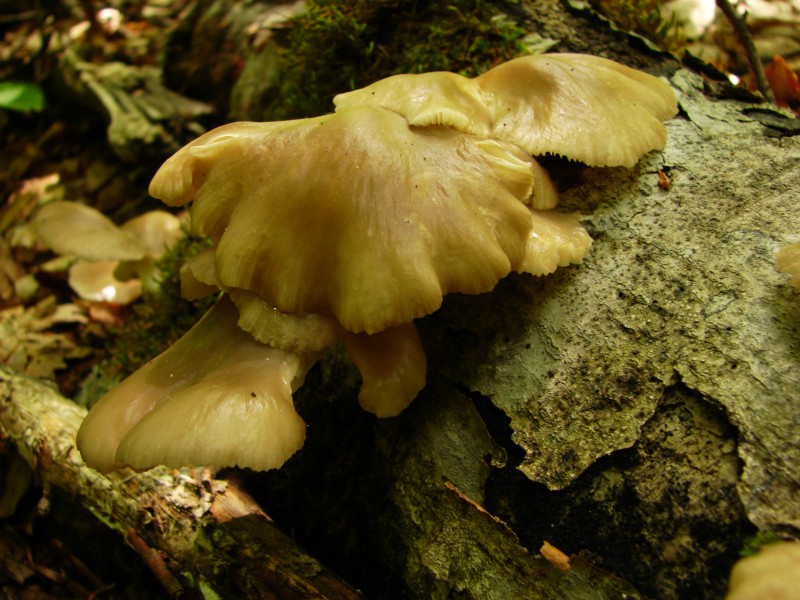 Mushroom-yedigoller-07554-nevit