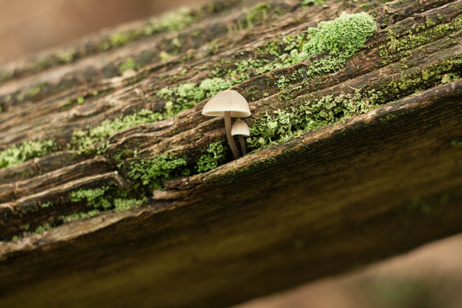 Mushroom-1
