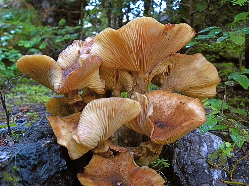 Mushroom cluster (5055970481)