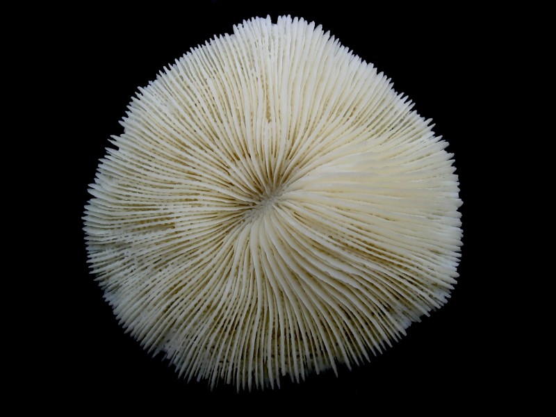 Mushroom Coral (Fungia) Top Macro 91