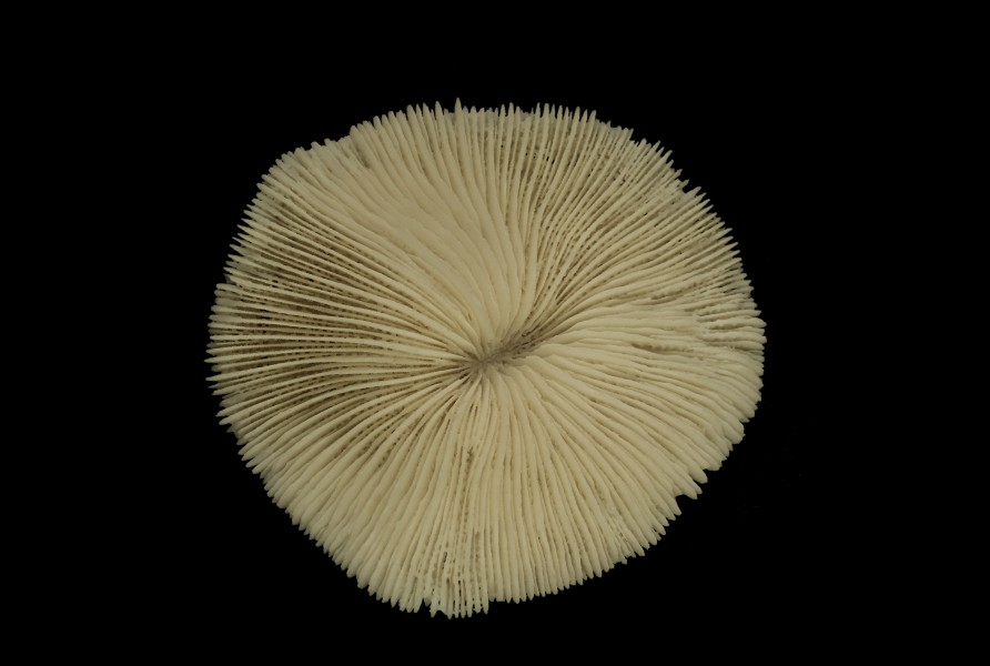 Mushroom Coral Top Macro Digon3