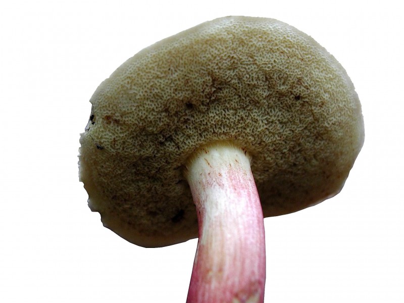 Mushroom on white background
