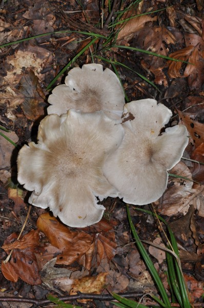 Mushroom qtl133