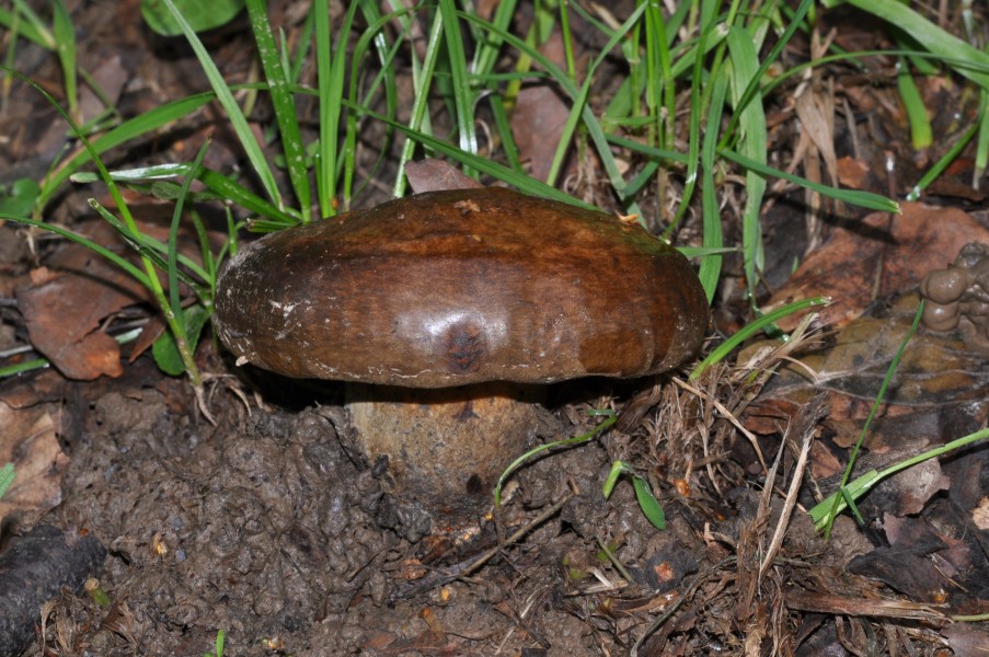 Mushroom qtl331