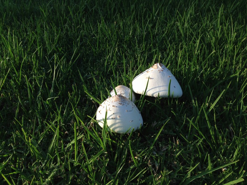 Mushrooms 1 2013-08-25
