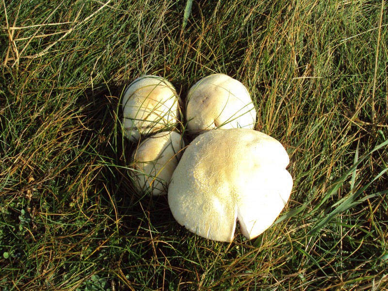 Mushrooms on Hilbre Island