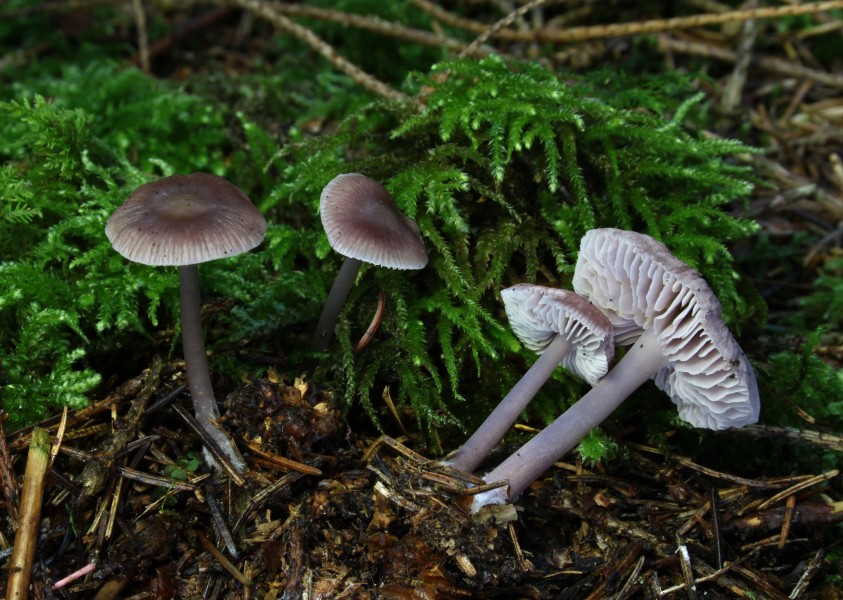 Mycena-pura-rettich-helmling