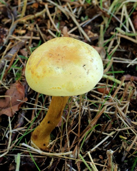 Narcisridderzwam (Tricholoma sulphureum) Locatie, Hortus (Haren, Groningen) 03