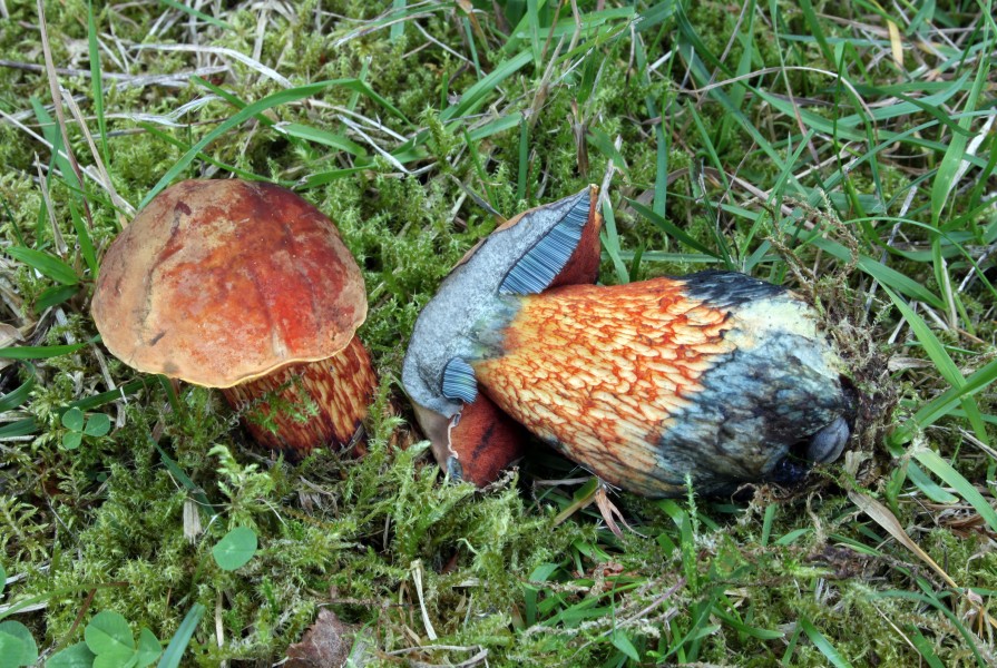 Netzstieliger-Hexenröhrling-Boletus-luridus