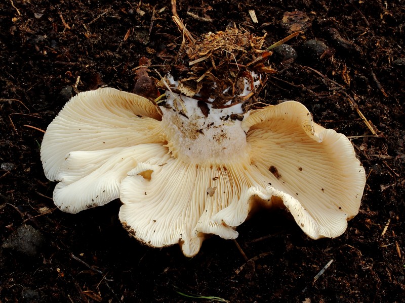 Nevelzwam (Clitocybe nebularis) Hymenium