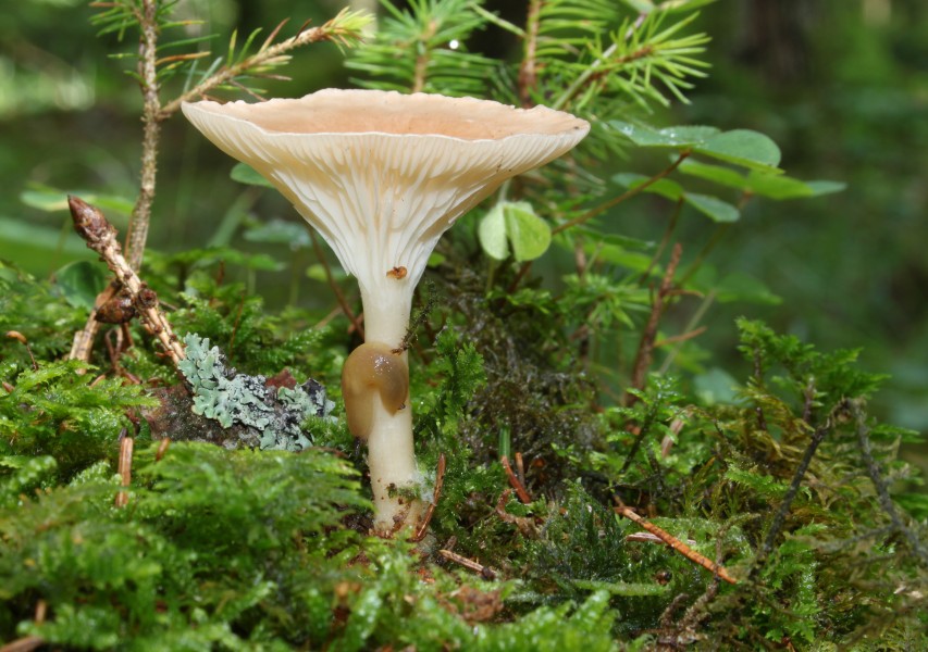 Ockerbrauner-Trichterling-Clitocybe-gibba