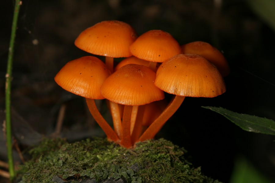 Orange mushroom Fox Ridge 1