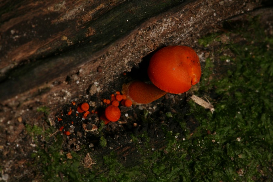 Orange mushroom Fox Ridge 3