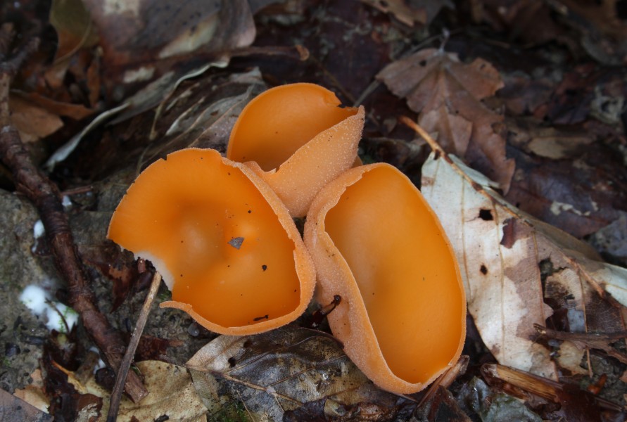 Orange Peel Fungus Aleuria aurantia