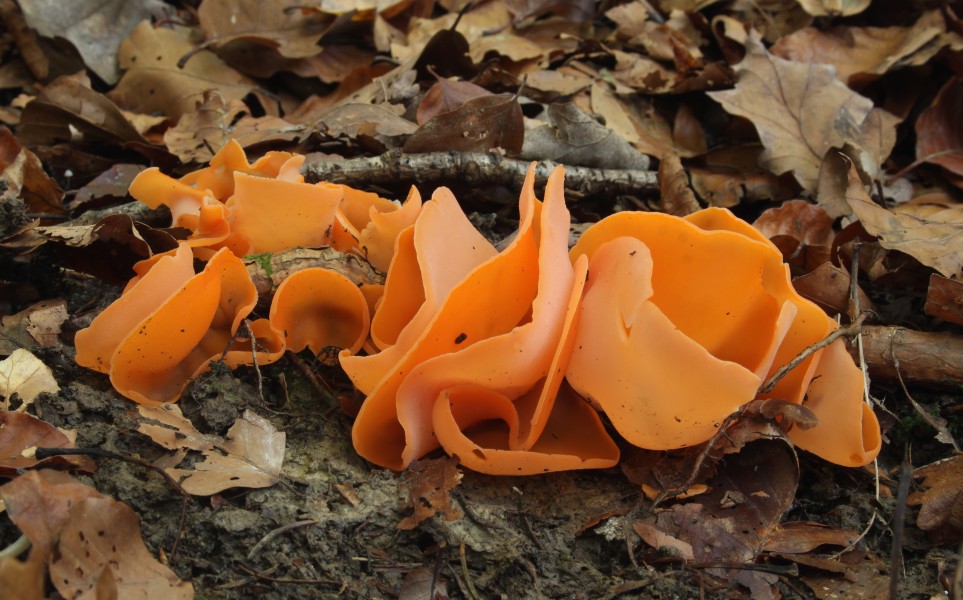 Orangerote Becherling Aleuria aurantia