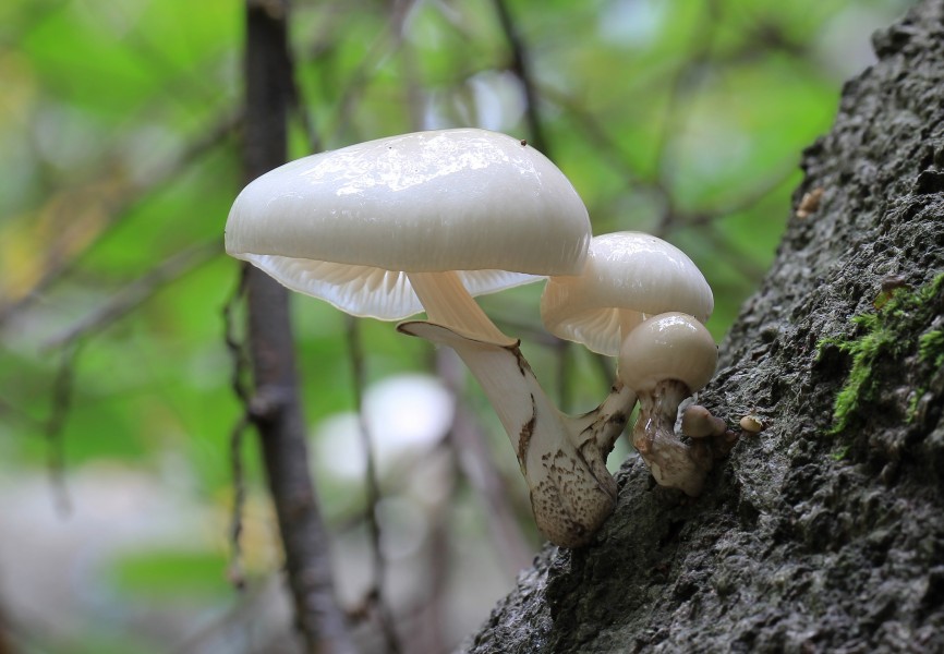 Oudemansiella mucida, Porcelain Fungus, Enfield, UK
