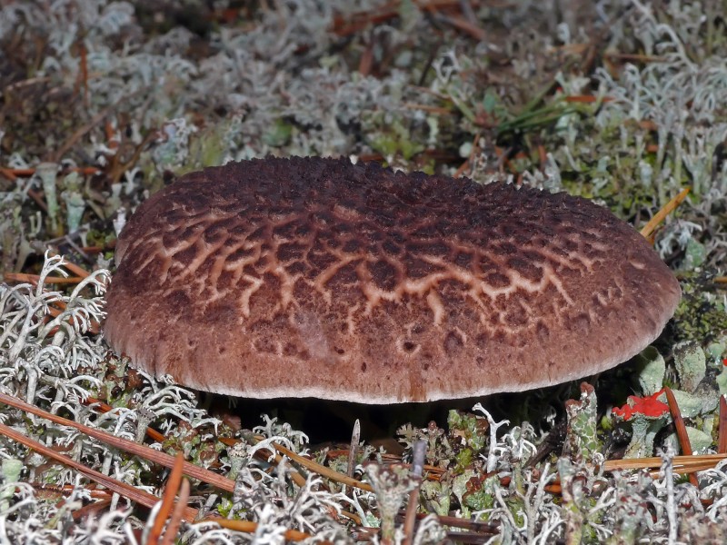 P1130656 Sarcodon imbricatus