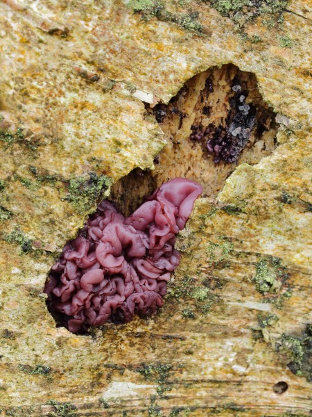 Paarse korstzwam (Chondrostereum purpureum)