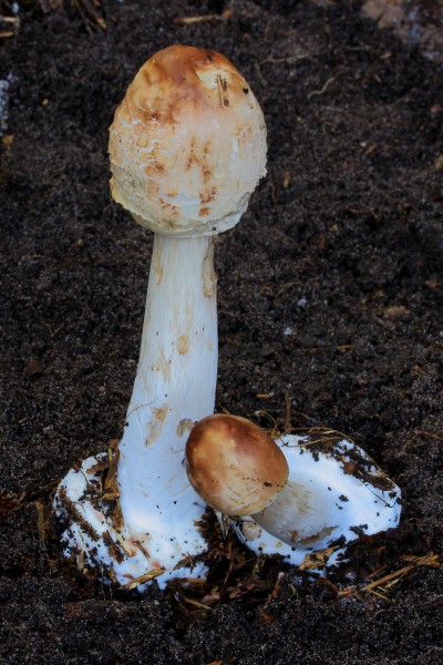 Paddenstoelen in ontwikkeling. Locatie, De Famberhorst 03