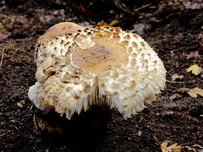 Paddenstoelen in verval. Locatie, De Famberhorst 09