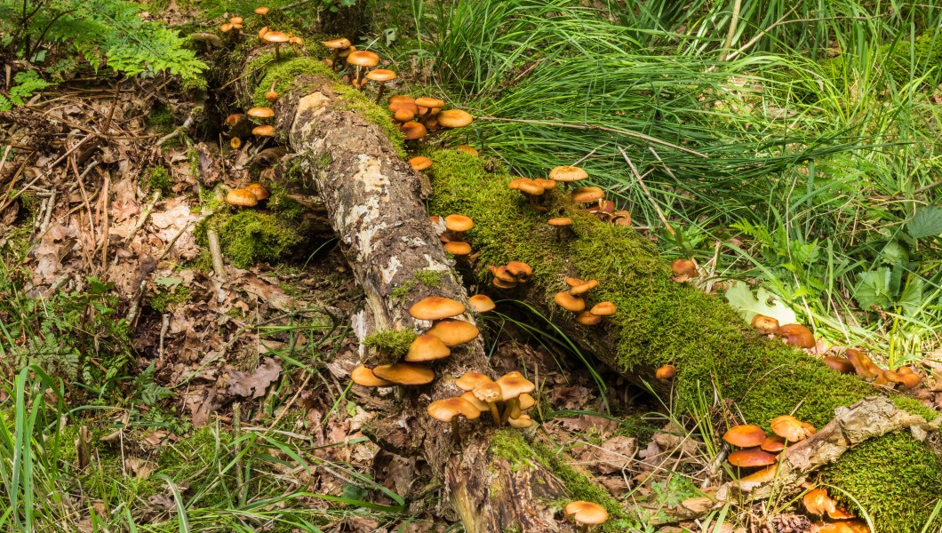 Paddenstoelen op dood hout. Locatie, Stuttebosch in de lendevallei. Provincie Friesland 01