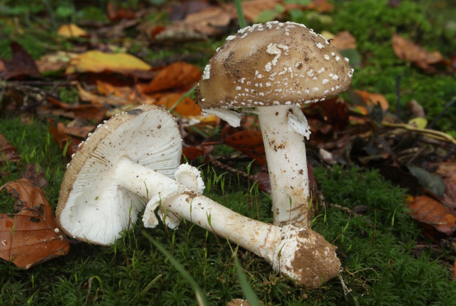 Pantherpilz Amanita pantherina