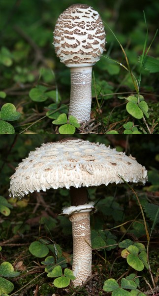 Parasol-macrolepiota procera