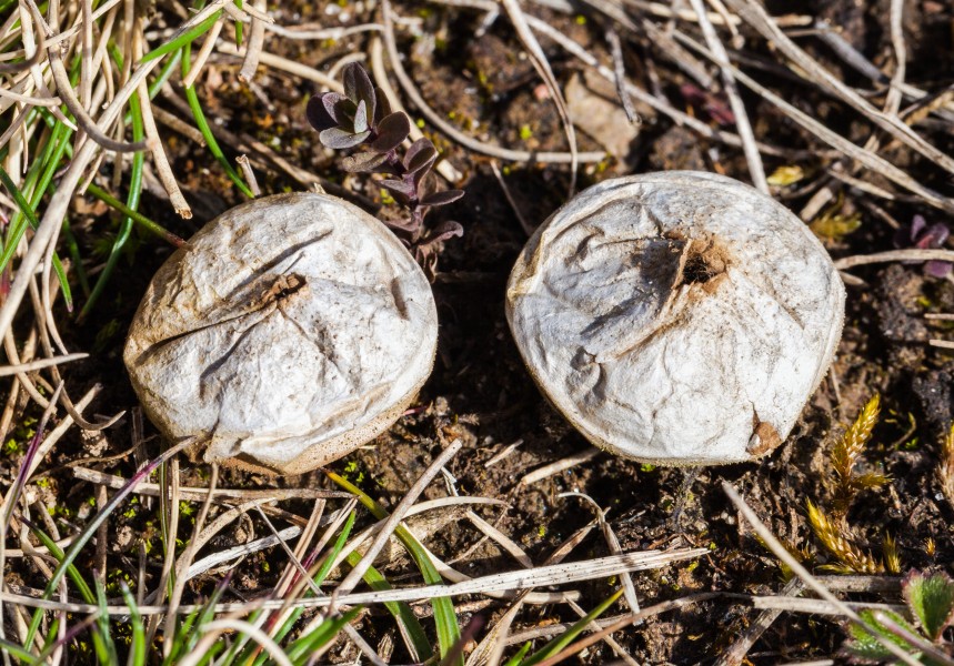 Pedo de lobo (Lycoperdon perlatum), Hartelholz, Múnich, Alemania, 2013-04-15, DD 01